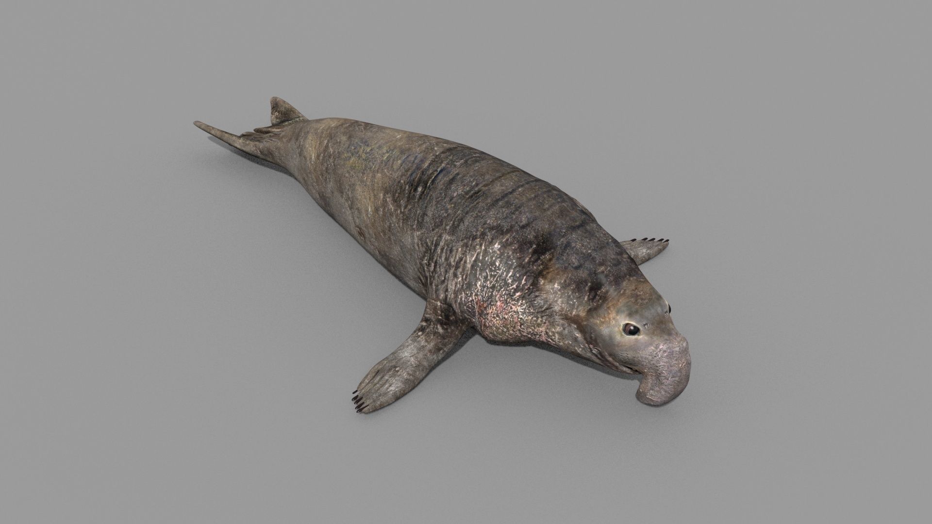 Sea Elephant Seal - 8K 3d animated 3D model_20
