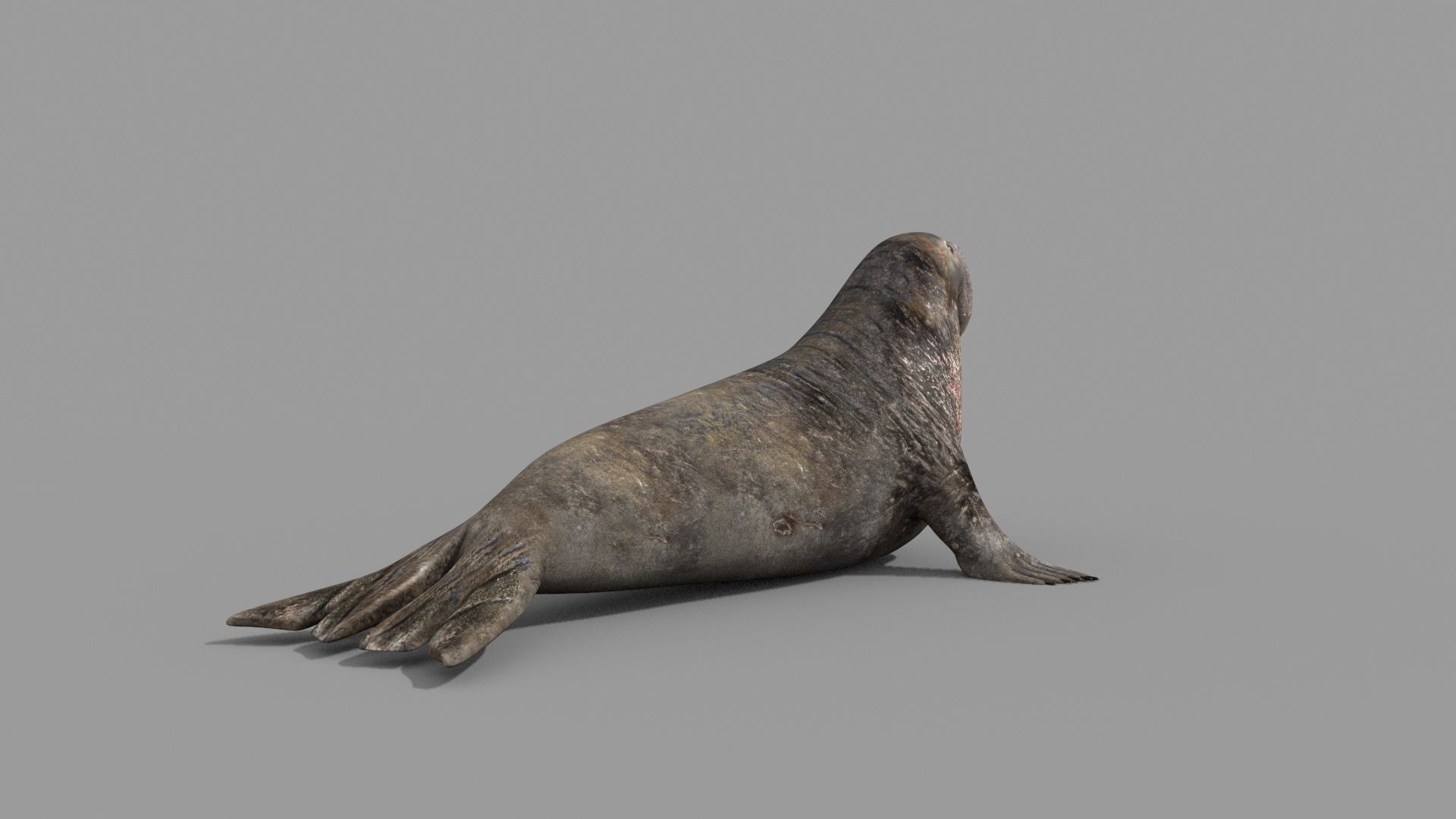 Sea Elephant Seal - 8K 3d animated 3D model_8