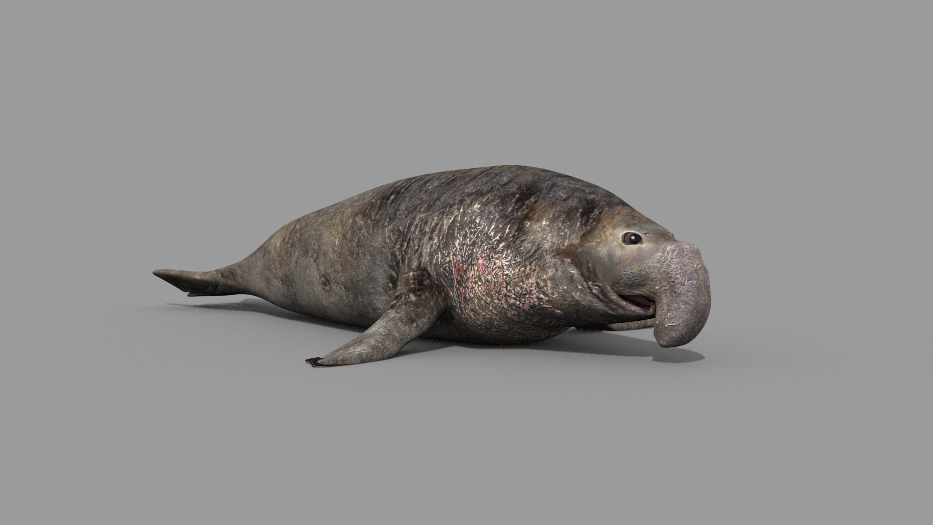 Sea Elephant Seal - 8K 3d animated 3D model_17