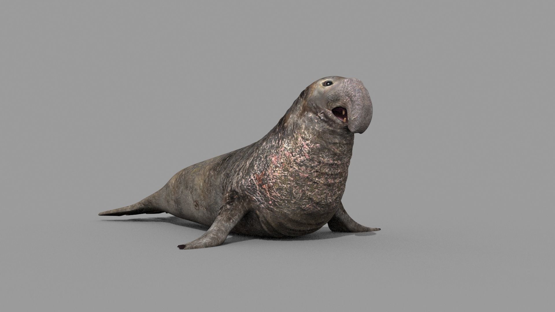 Sea Elephant Seal - 8K 3d animated 3D model_3