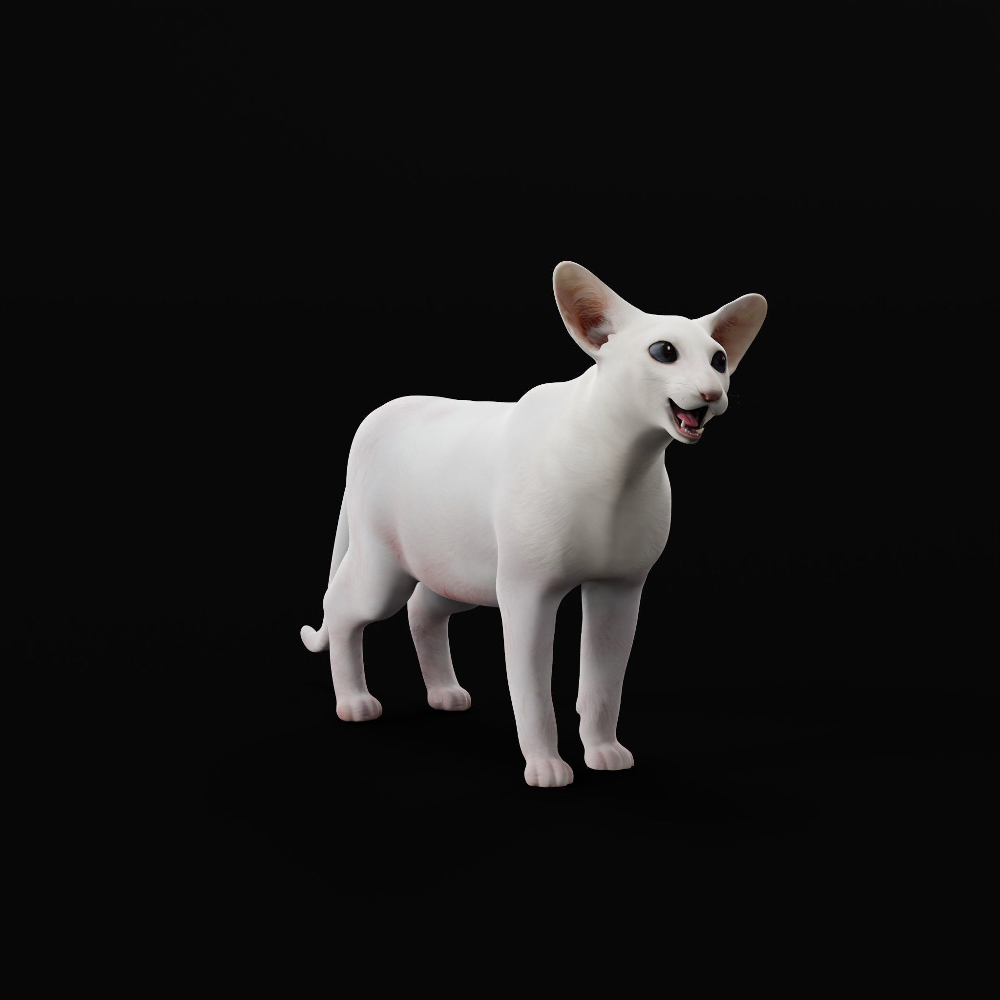 Oriental Longhair Cat Low-poly 3D model_29