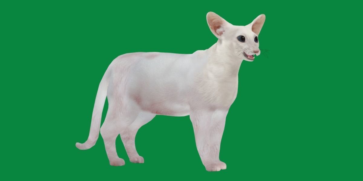 Oriental Longhair Cat Low-poly 3D model_22