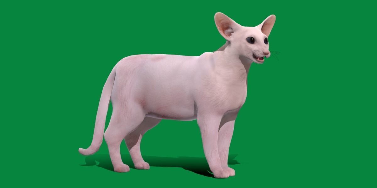 Oriental Longhair Cat Low-poly 3D model_23
