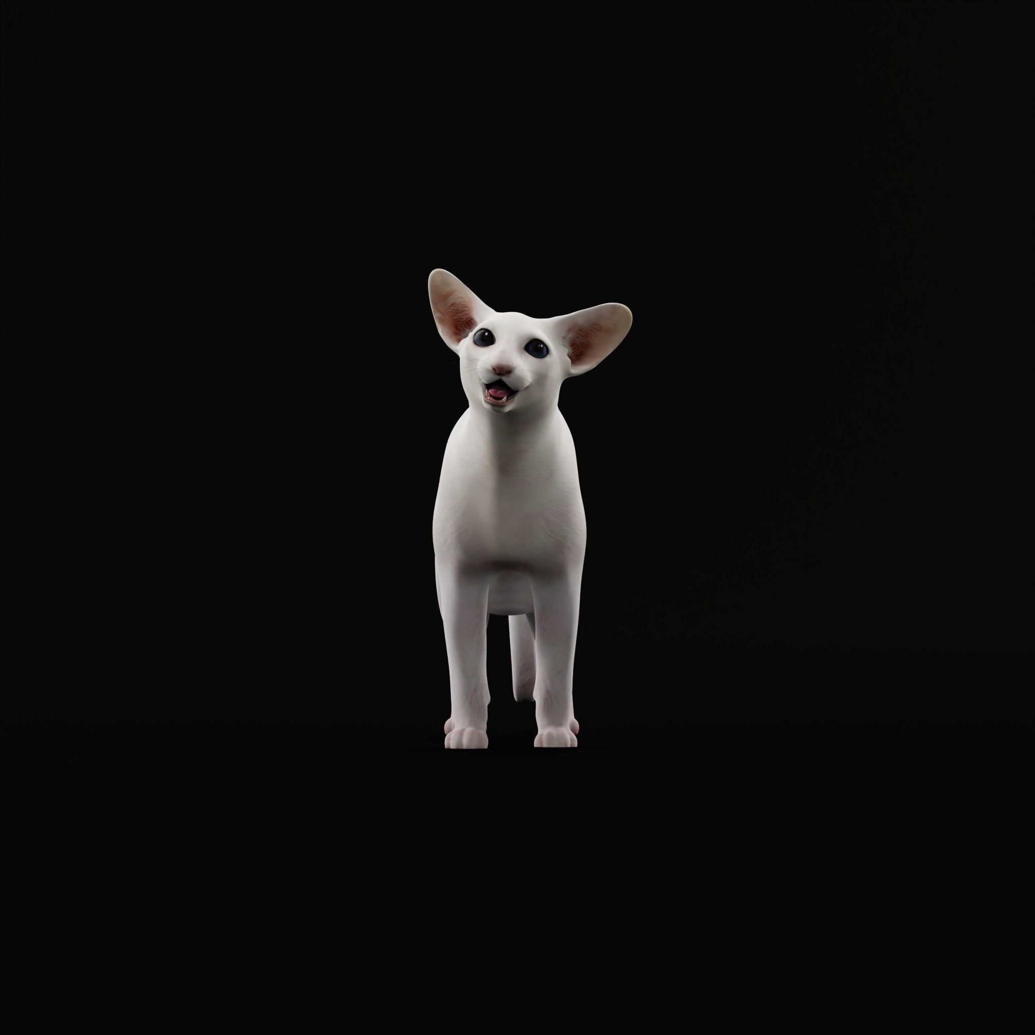 Oriental Longhair Cat Low-poly 3D model_28