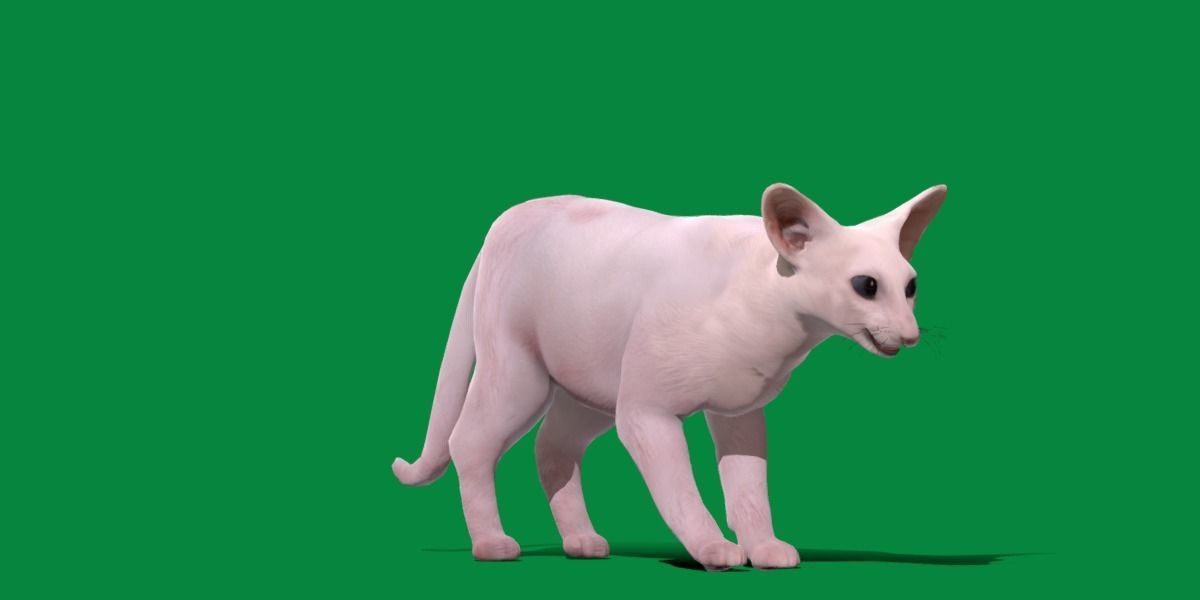 Oriental Longhair Cat Low-poly 3D model_16