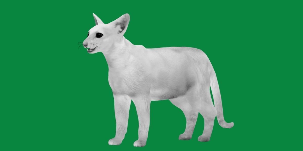 Oriental Longhair Cat Low-poly 3D model_5