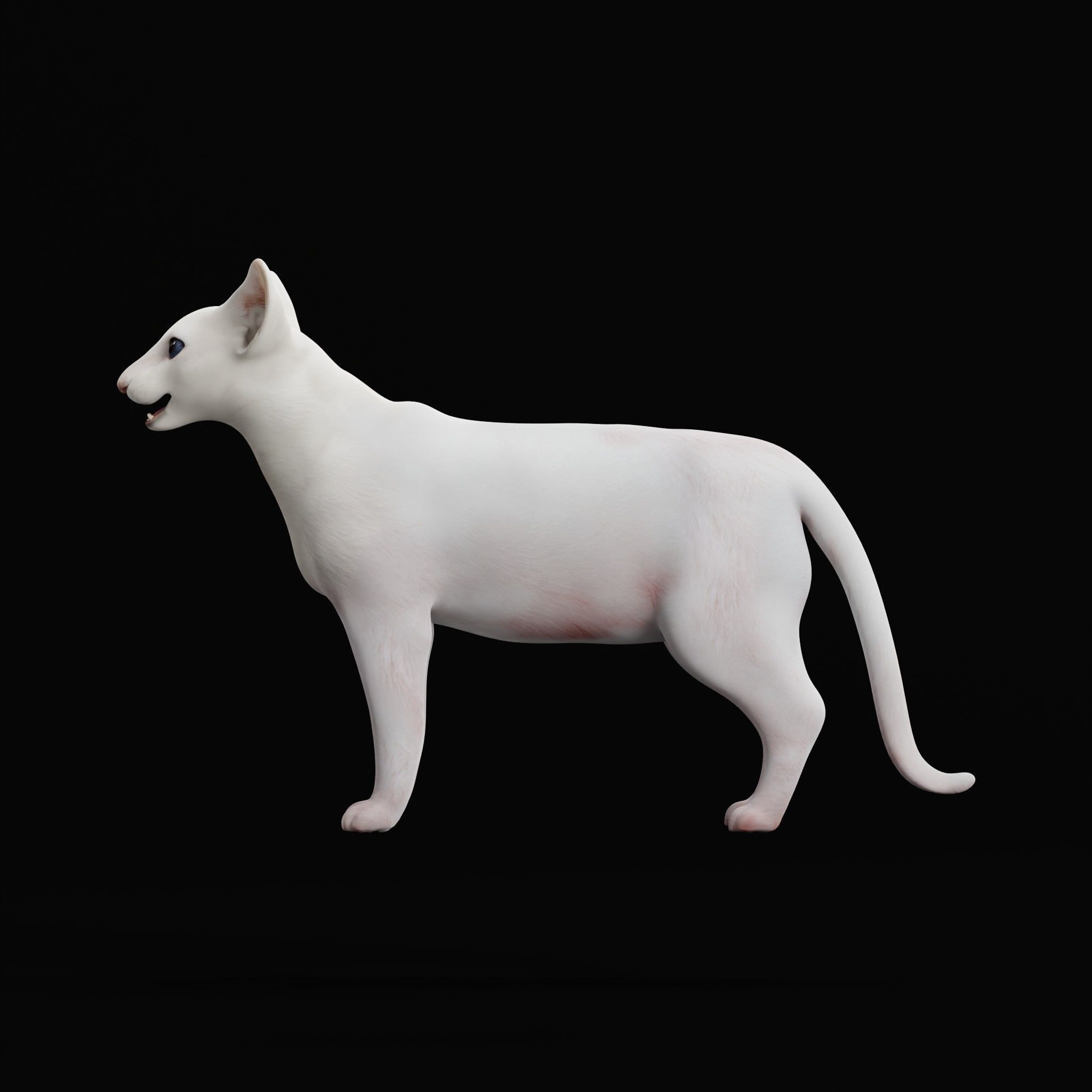 Oriental Longhair Cat Low-poly 3D model_34