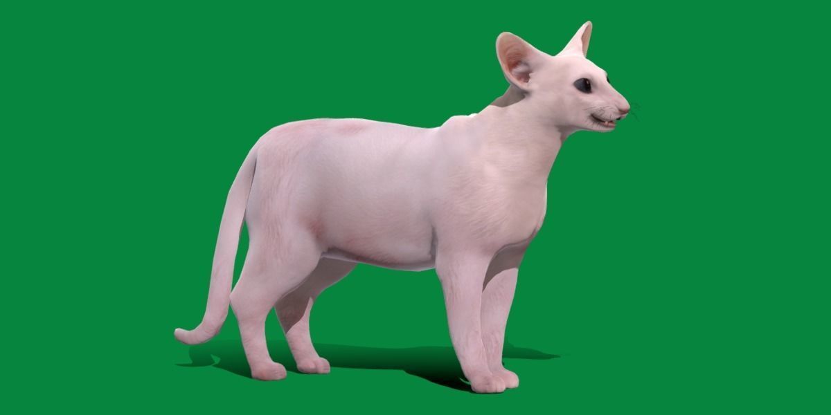 Oriental Longhair Cat Low-poly 3D model_13