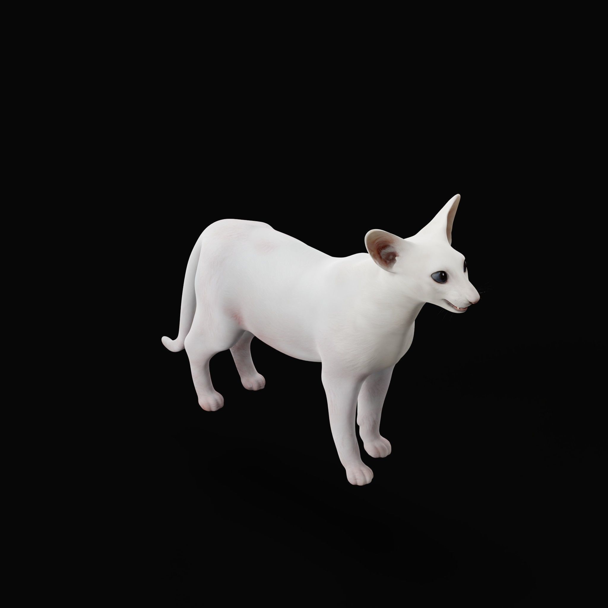 Oriental Longhair Cat Low-poly 3D model_31