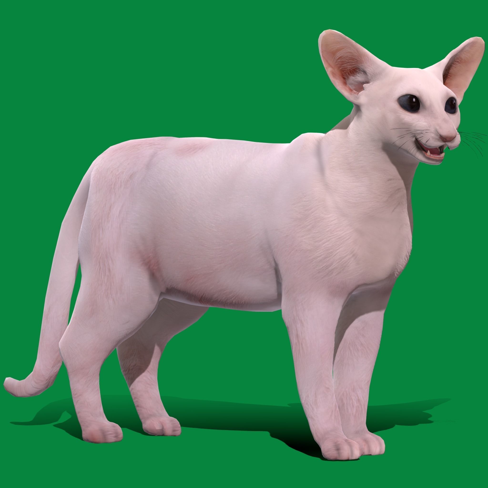 Oriental Longhair Cat Low-poly 3D model_18