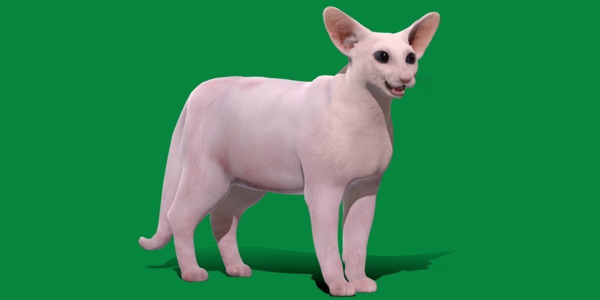 Oriental Longhair Cat Low-poly 3D model_27
