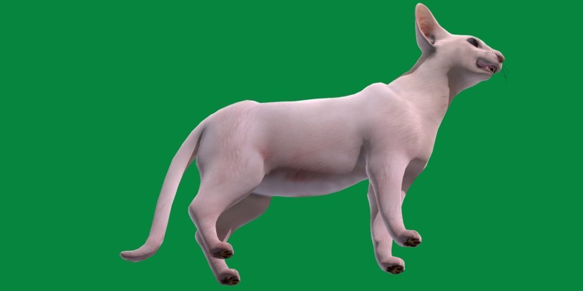 Oriental Longhair Cat Low-poly 3D model_24