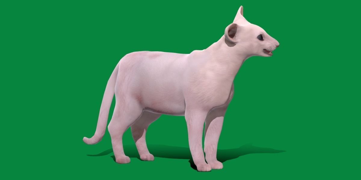 Oriental Longhair Cat Low-poly 3D model_2
