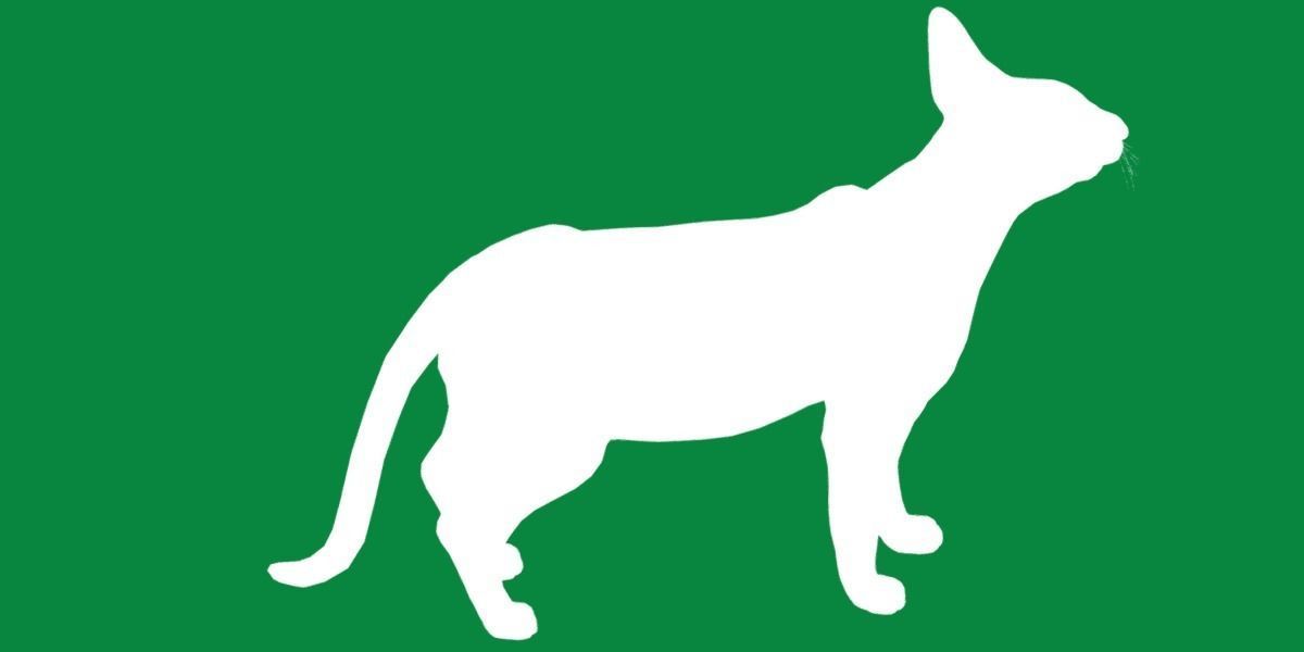 Oriental Longhair Cat Low-poly 3D model_25