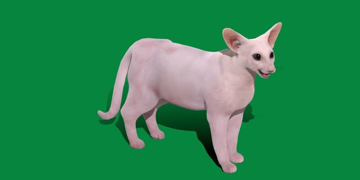 Oriental Longhair Cat Low-poly 3D model_17