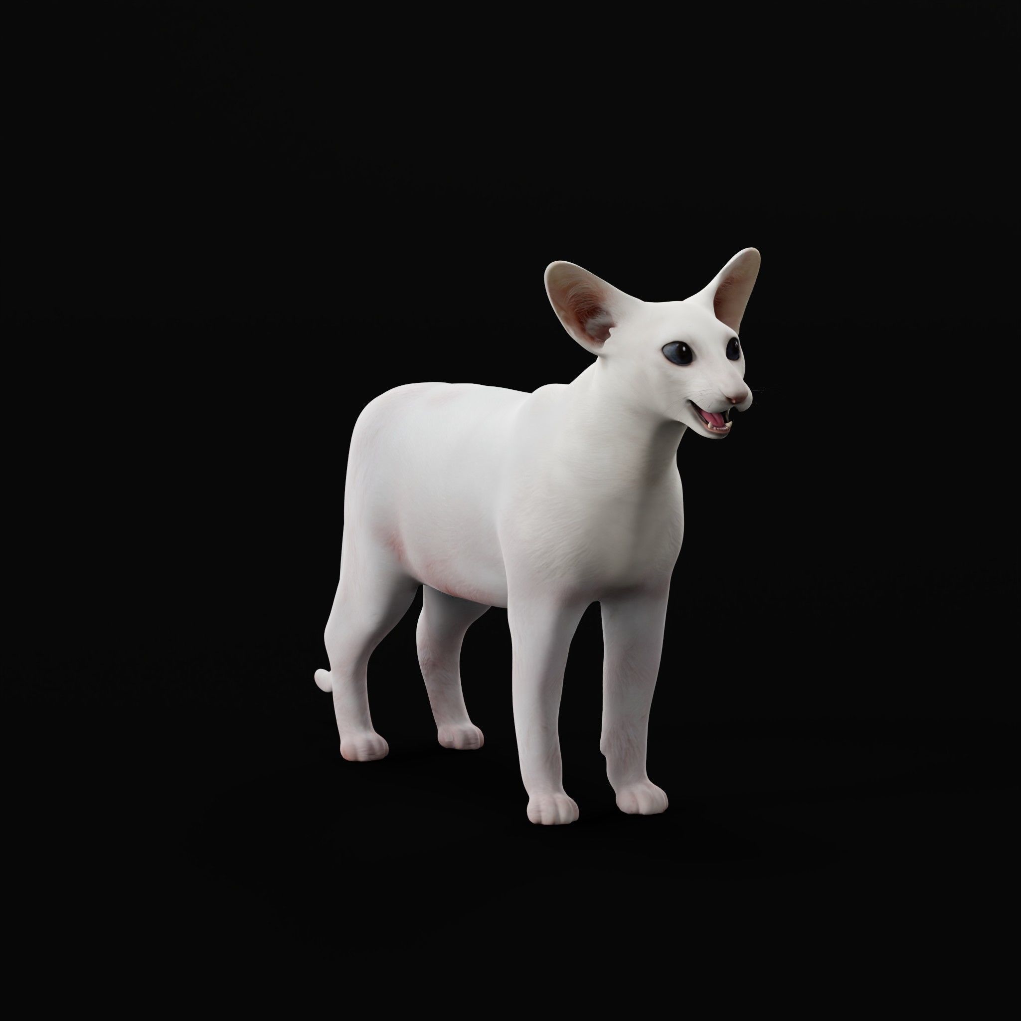 Oriental Longhair Cat Low-poly 3D model_32