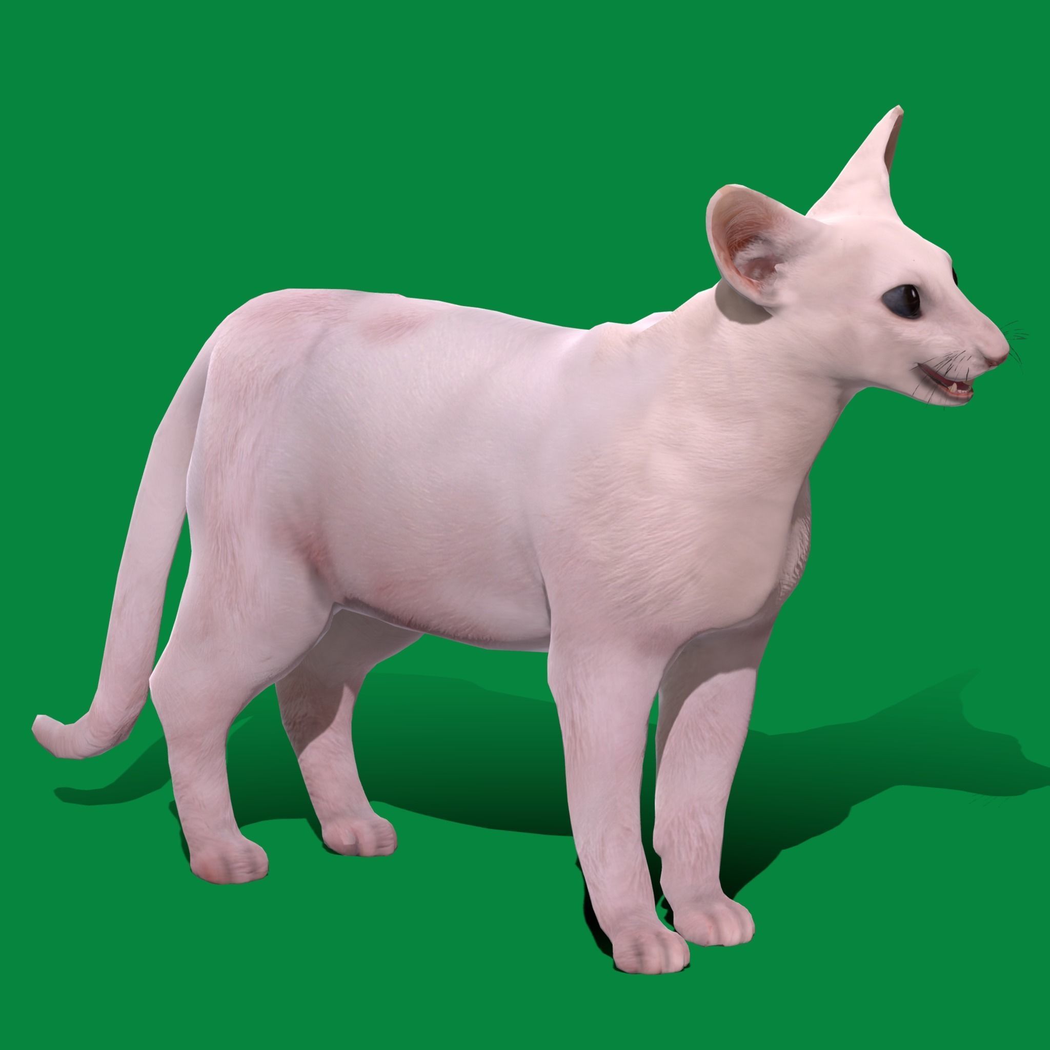 Oriental Longhair Cat Low-poly 3D model_19