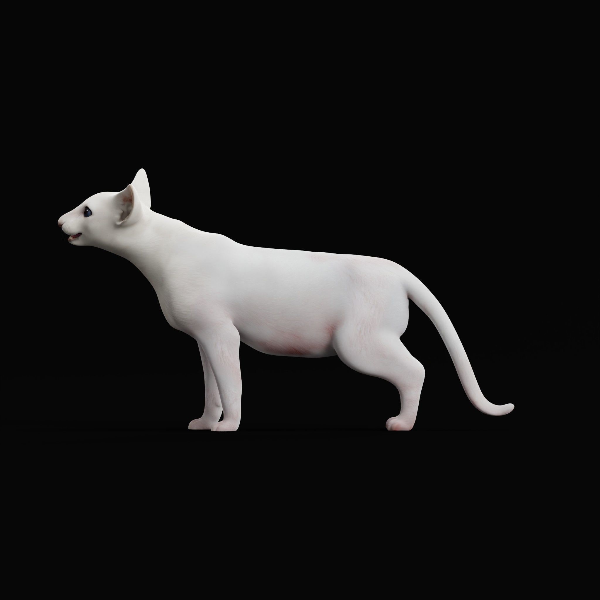 Oriental Longhair Cat Low-poly 3D model_30