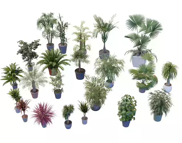 Indoor potted palms collection 