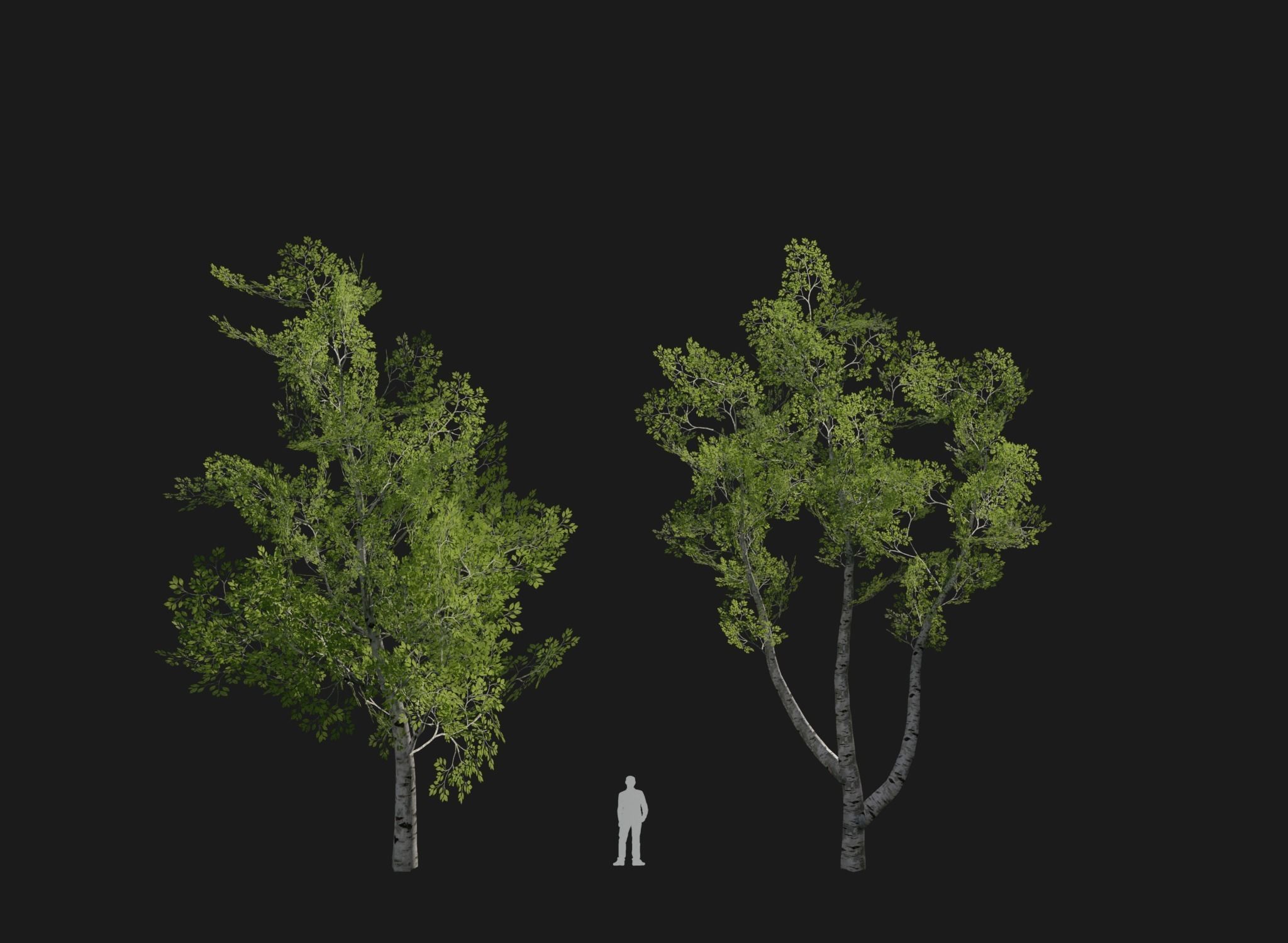 Birch Tree Forest Pack Low-poly 3D model_8