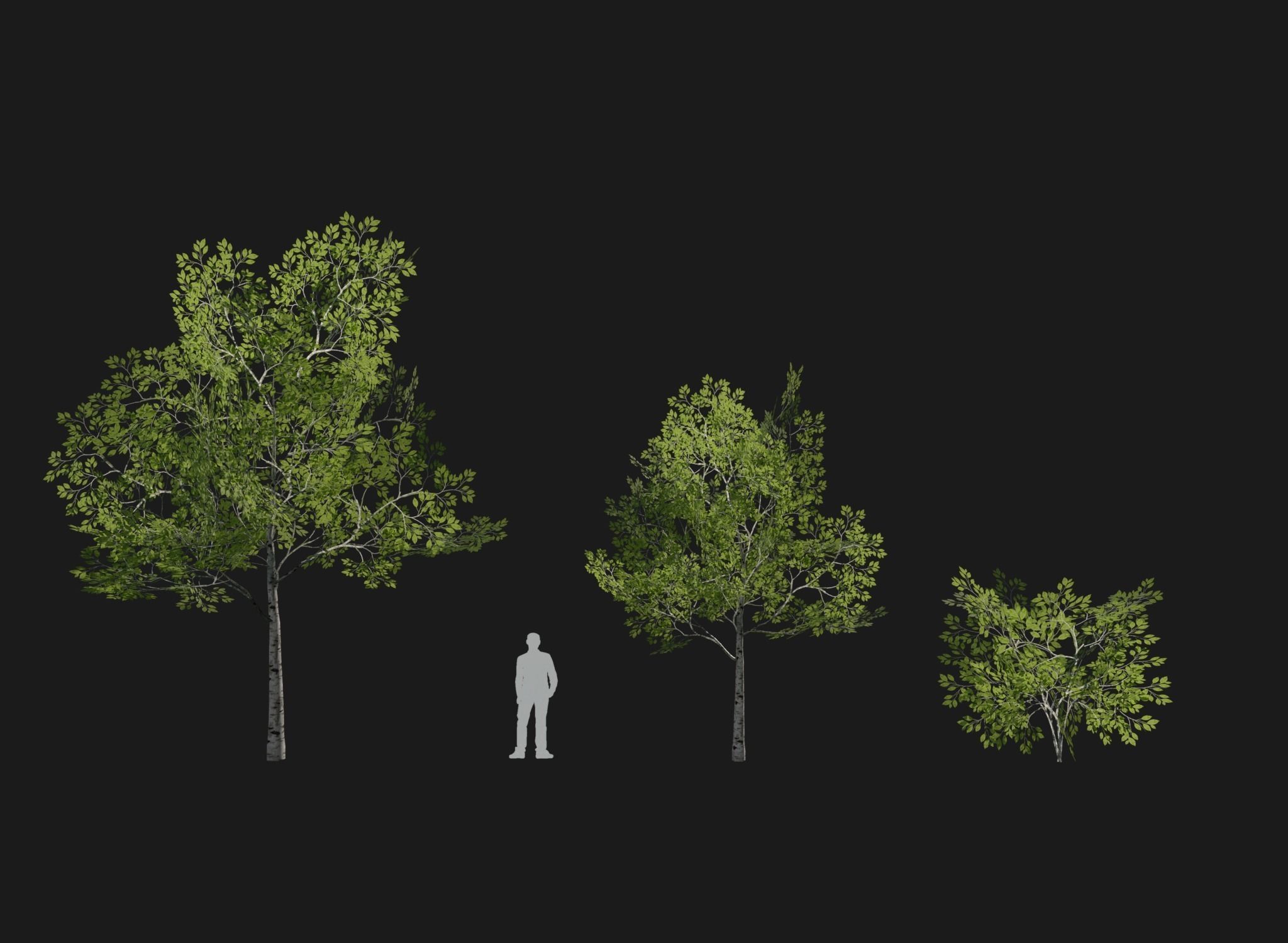 Birch Tree Forest Pack Low-poly 3D model_10