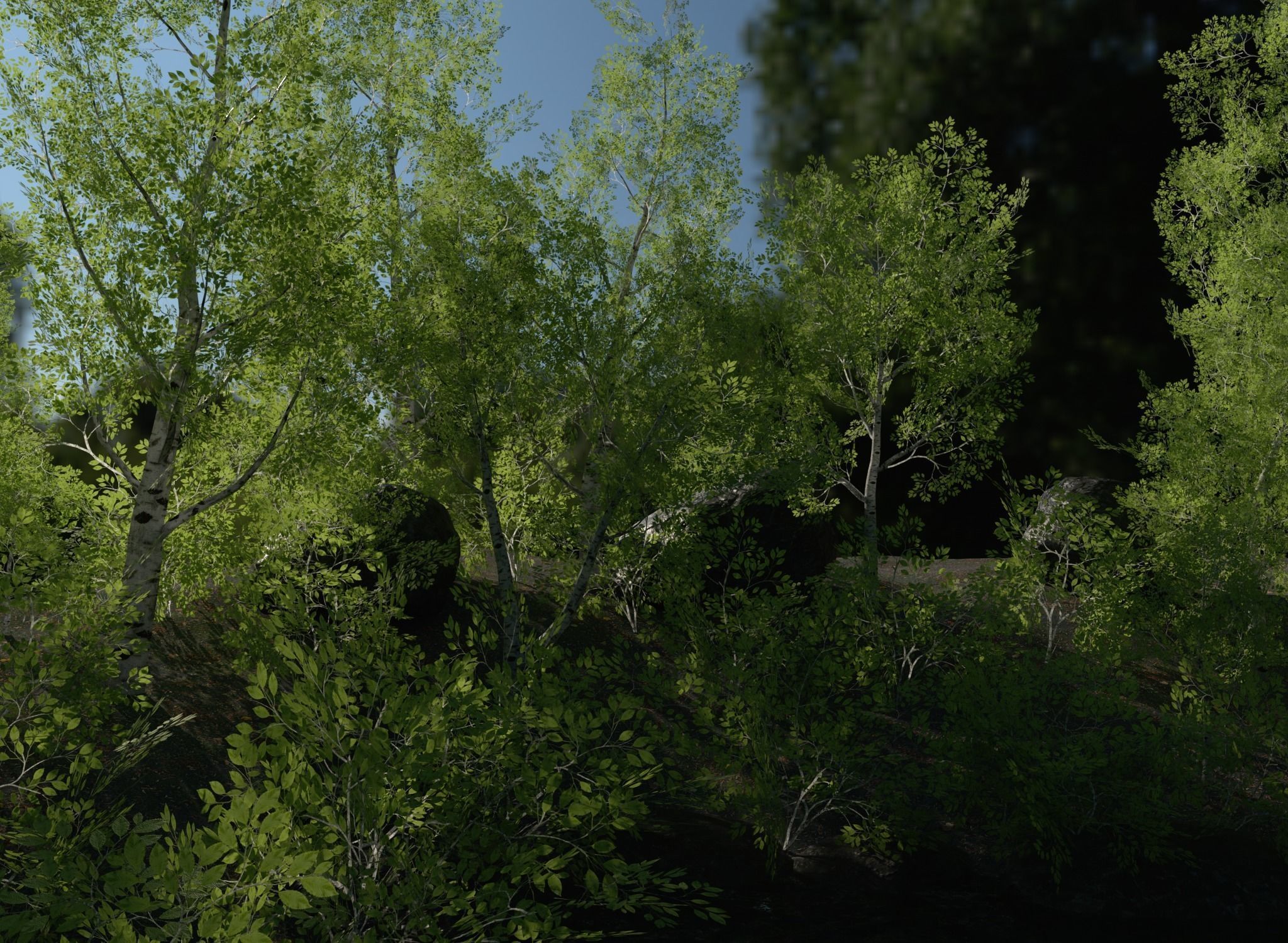 Birch Tree Forest Pack Low-poly 3D model_1