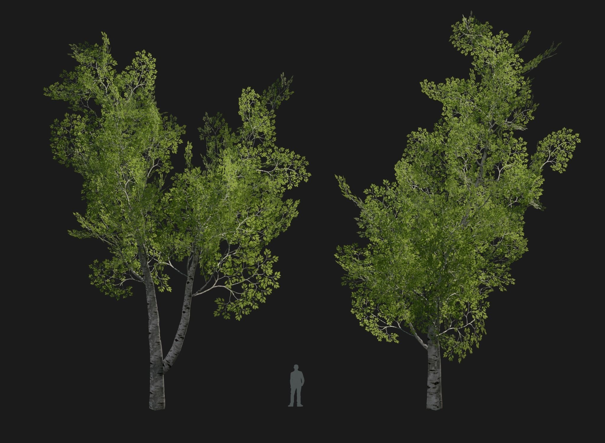 Birch Tree Forest Pack Low-poly 3D model_4