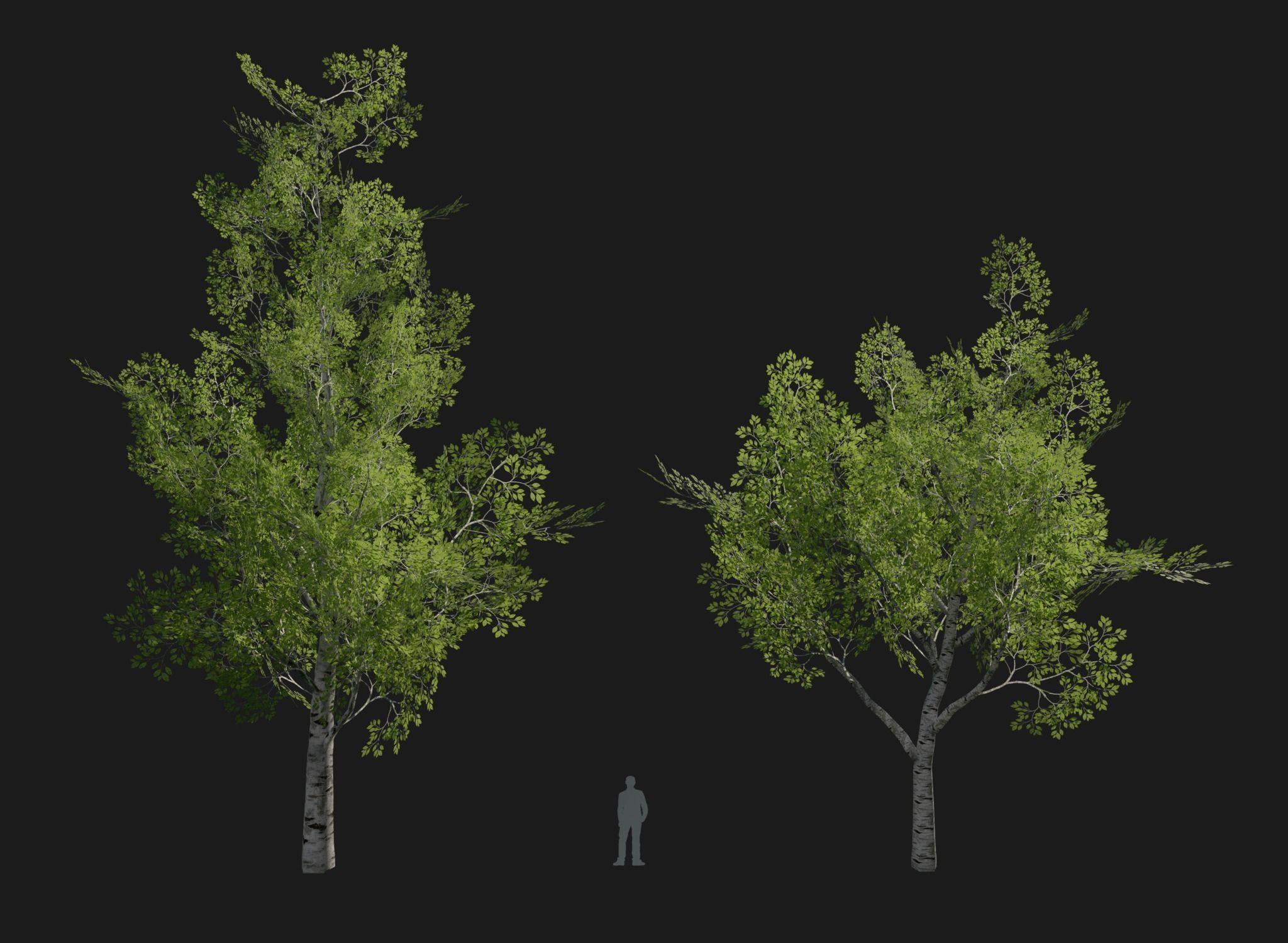 Birch Tree Forest Pack Low-poly 3D model_6