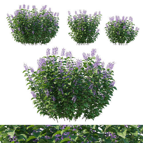Plectranthus Mona Lavender 3D model