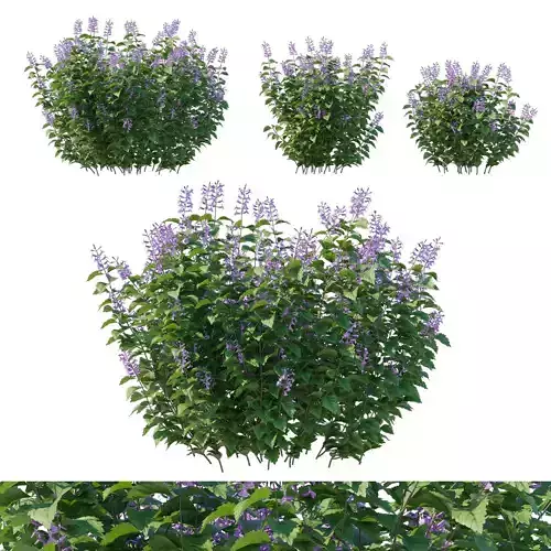 Plectranthus Mona Lavender 3D model