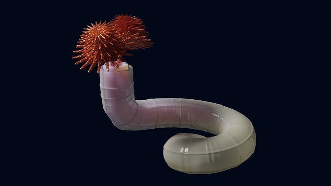 Serpulid Tube Worm 3D model