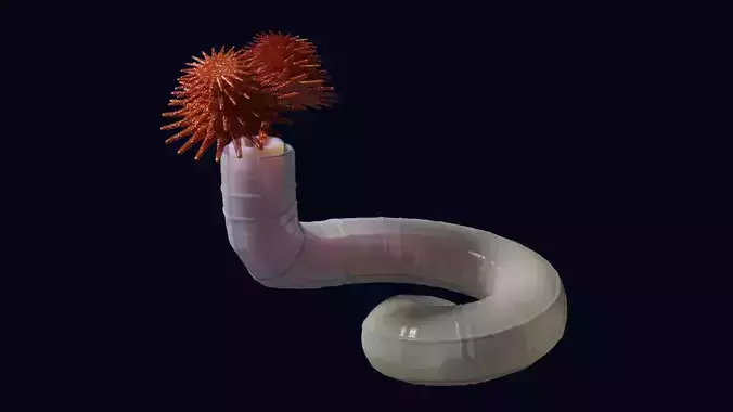 Serpulid Tube Worm