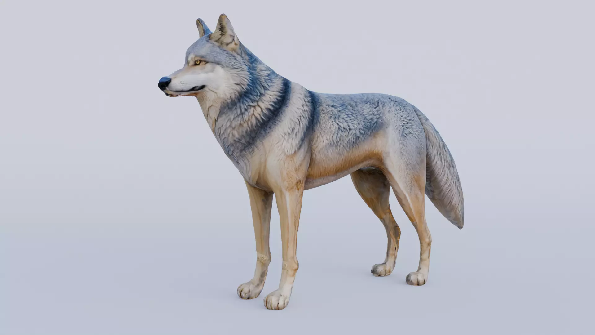 Wolf King Free 3D model_0