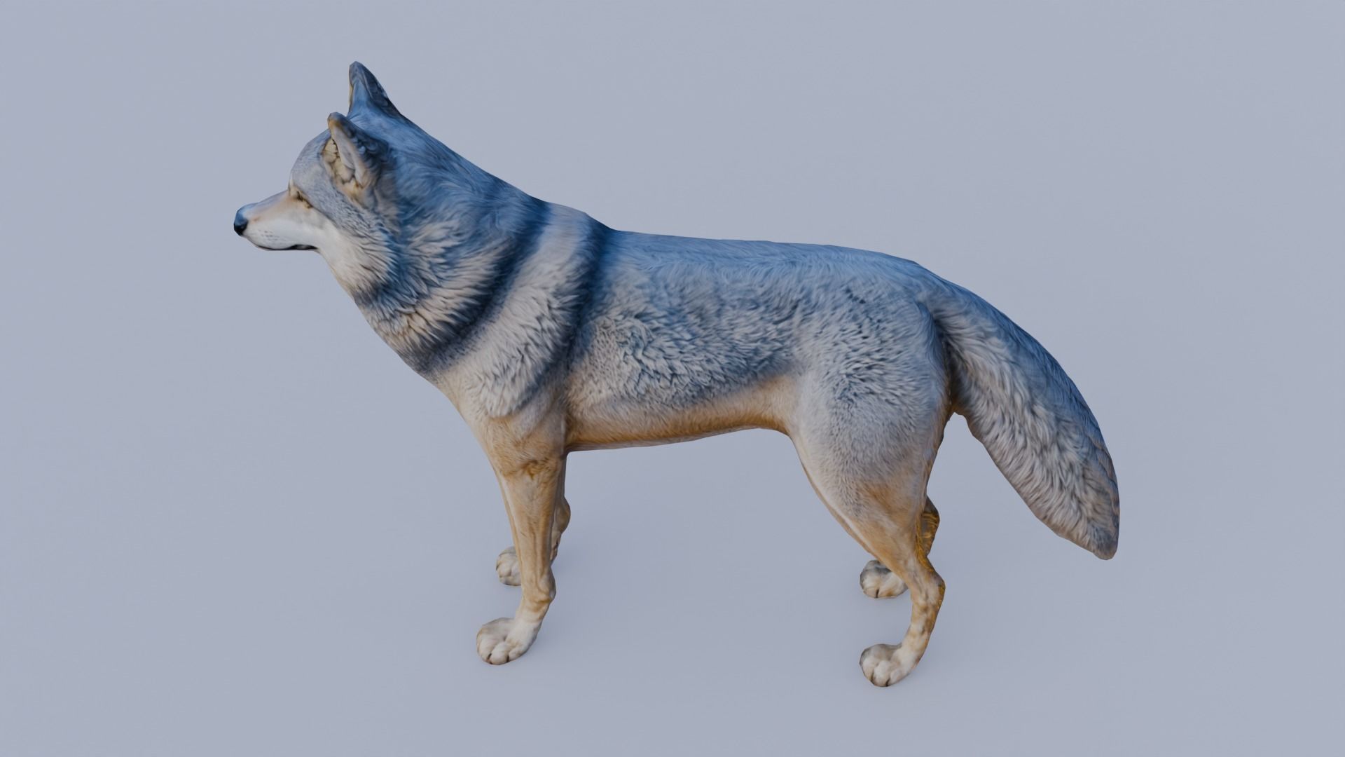 Wolf King Free 3D model_3