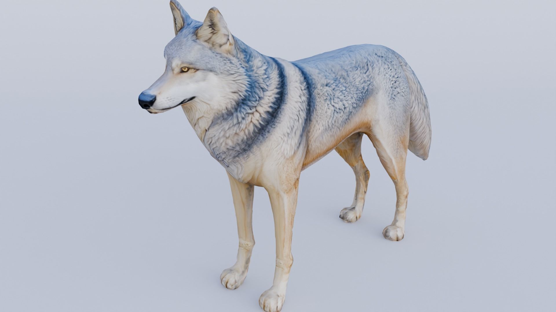 Wolf King Free 3D model_1