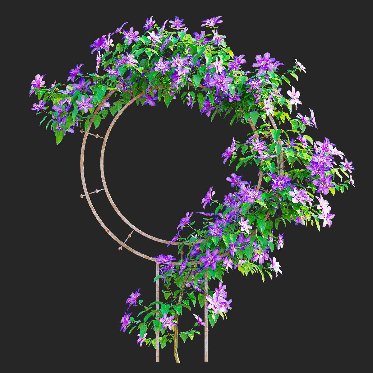 Clematis on trellis 3D model_4