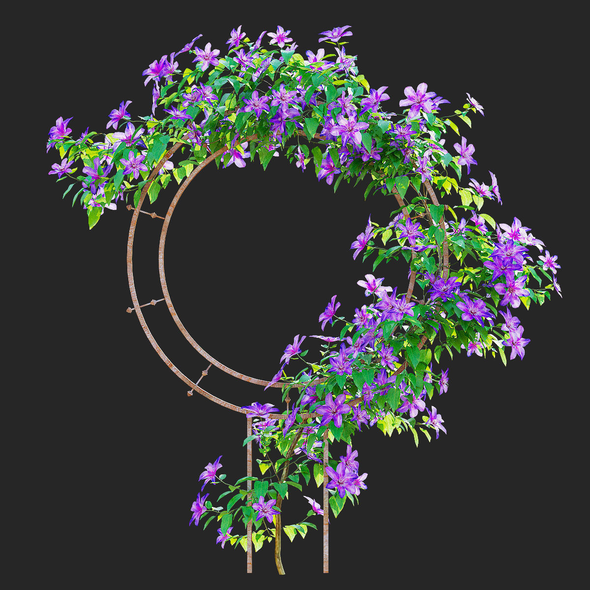Clematis on trellis 3D model_2
