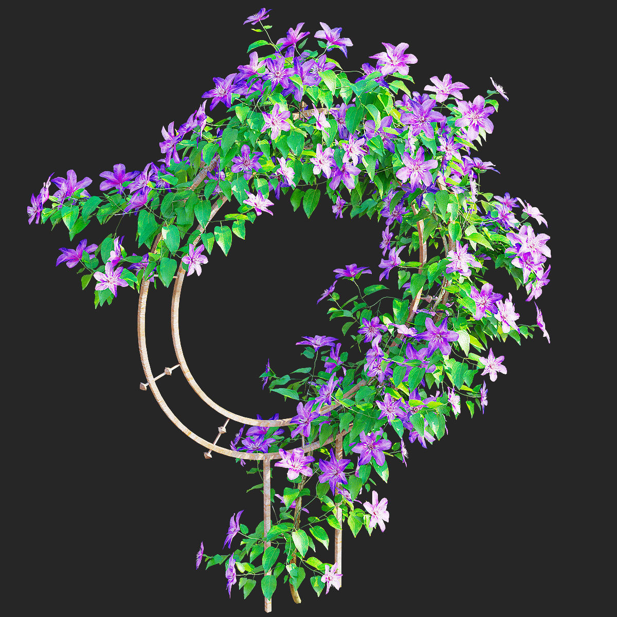 Clematis on trellis 3D model_1