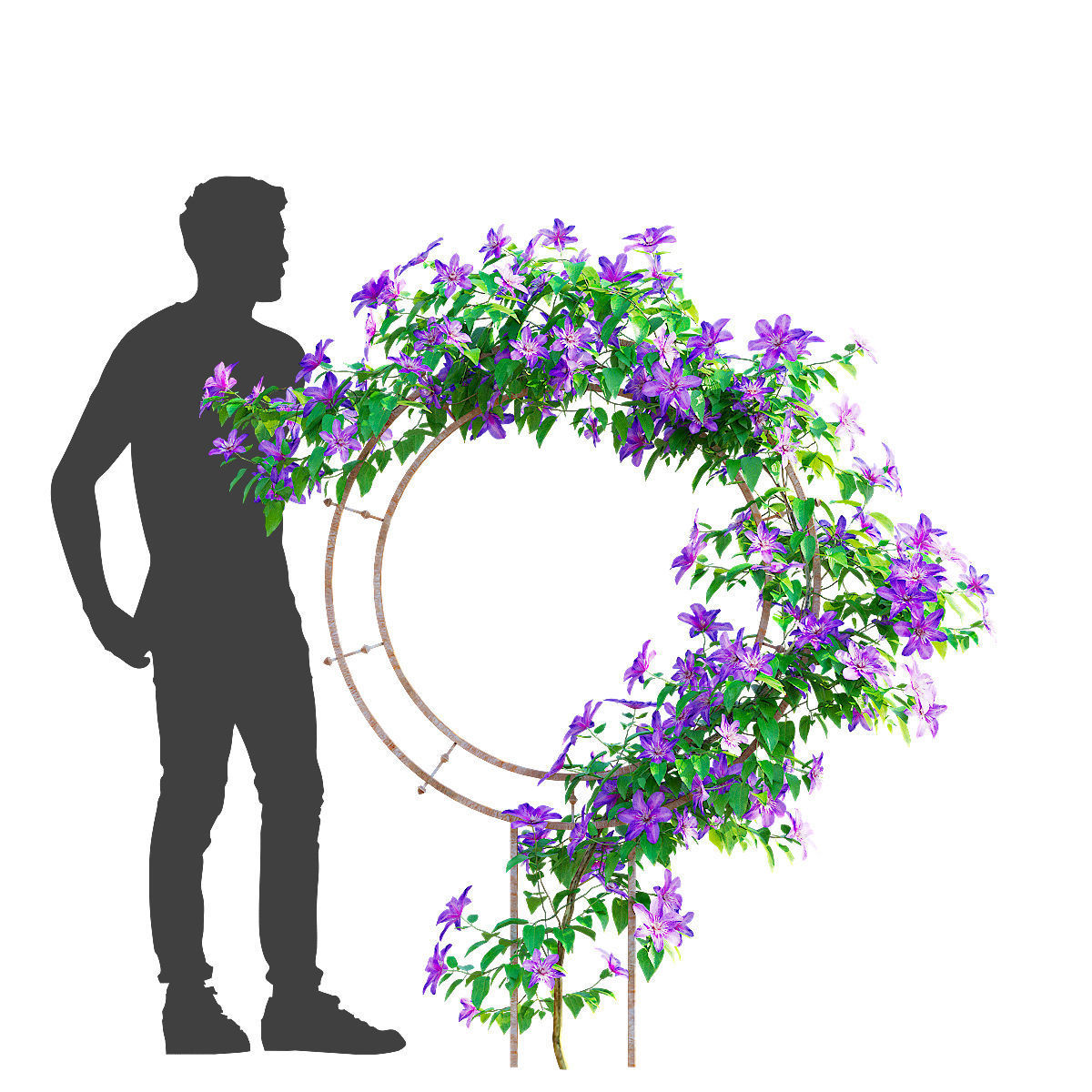Clematis on trellis 3D model_7