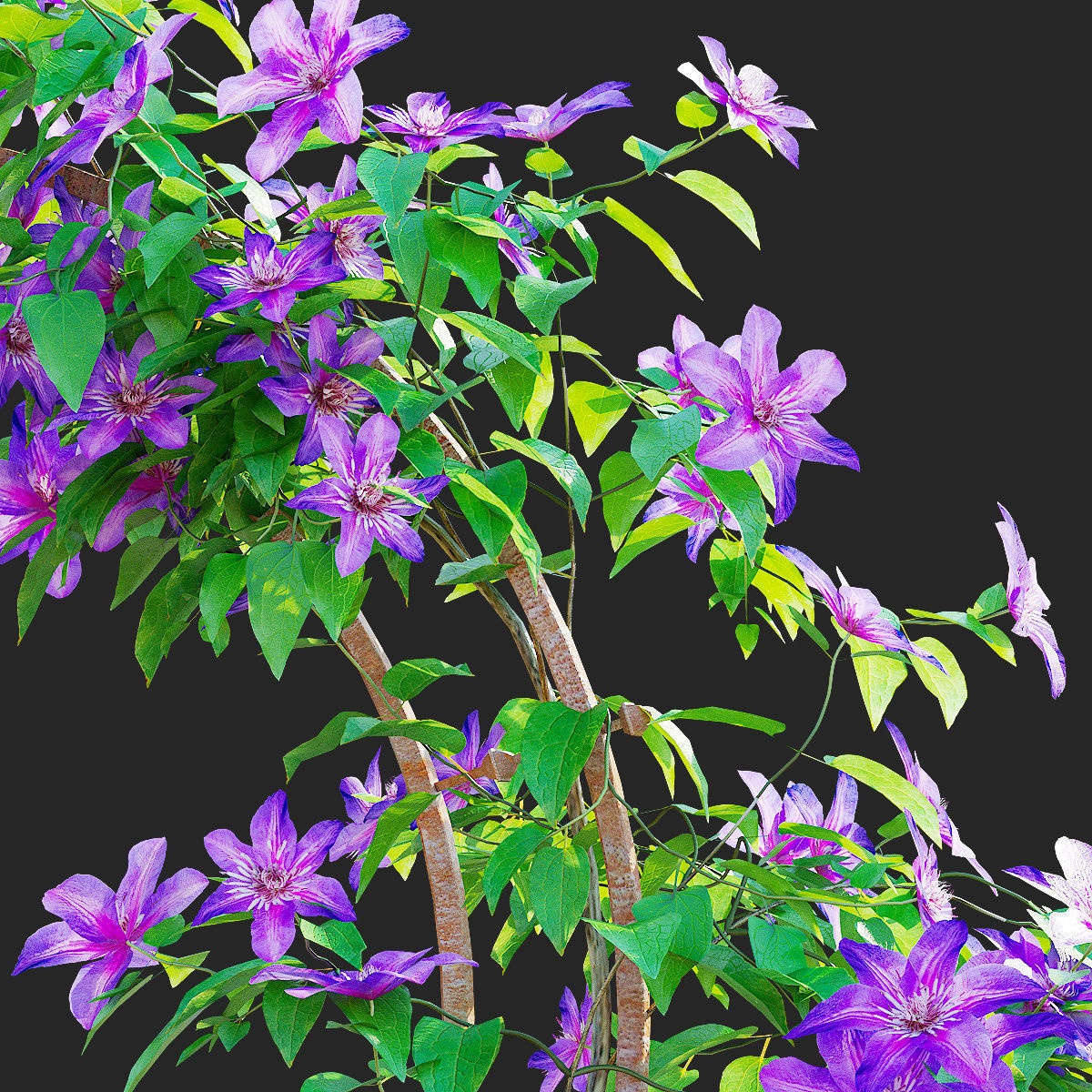 Clematis on trellis 3D model_3