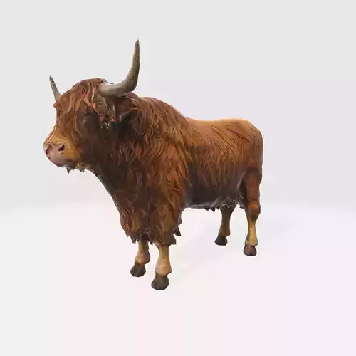 A shaggy reddish brown highland cow