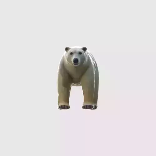 A large white polar bear standing  3D model