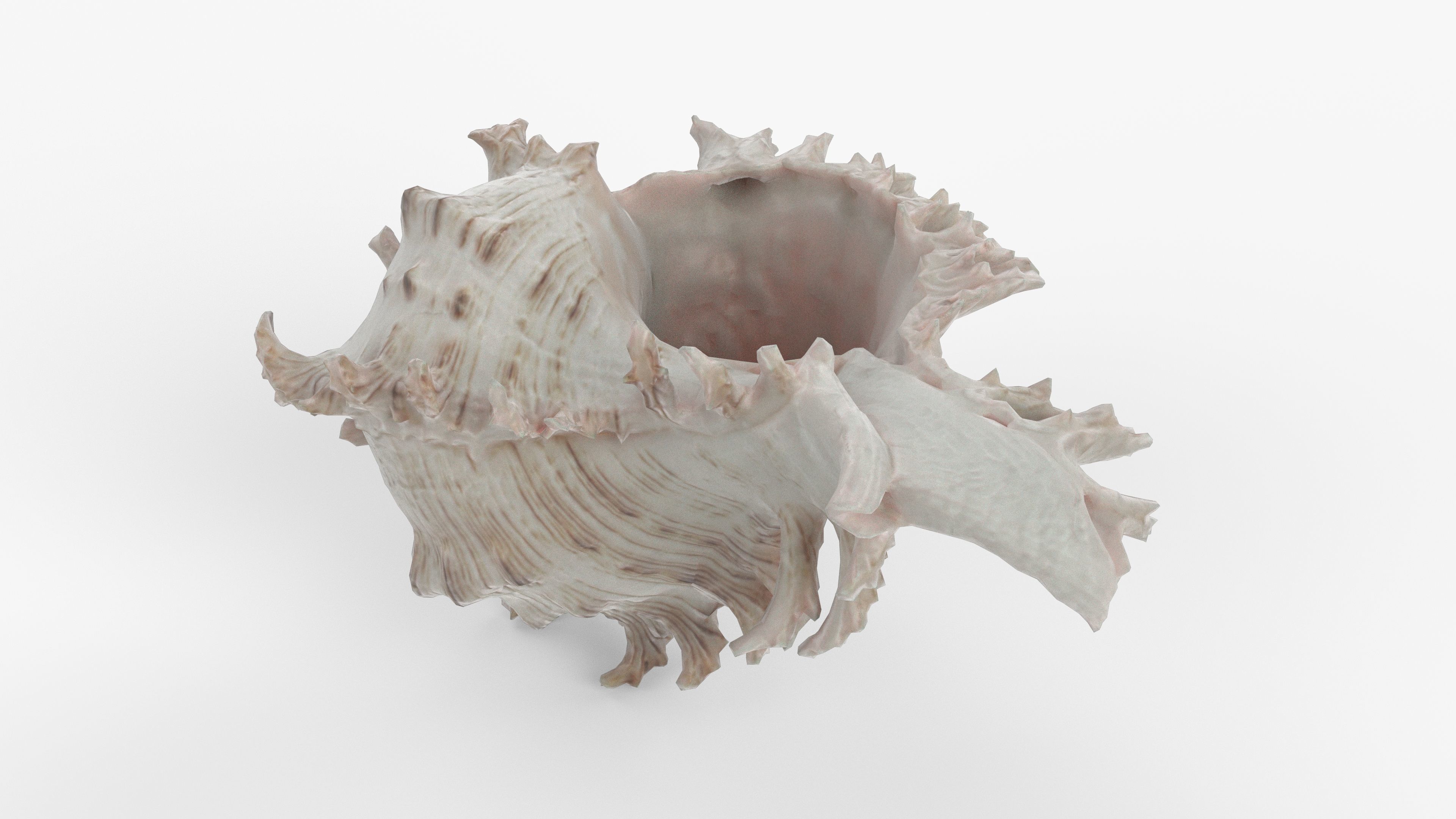 Photorealistic 3D scan of sea shell Low-poly 3D model_11