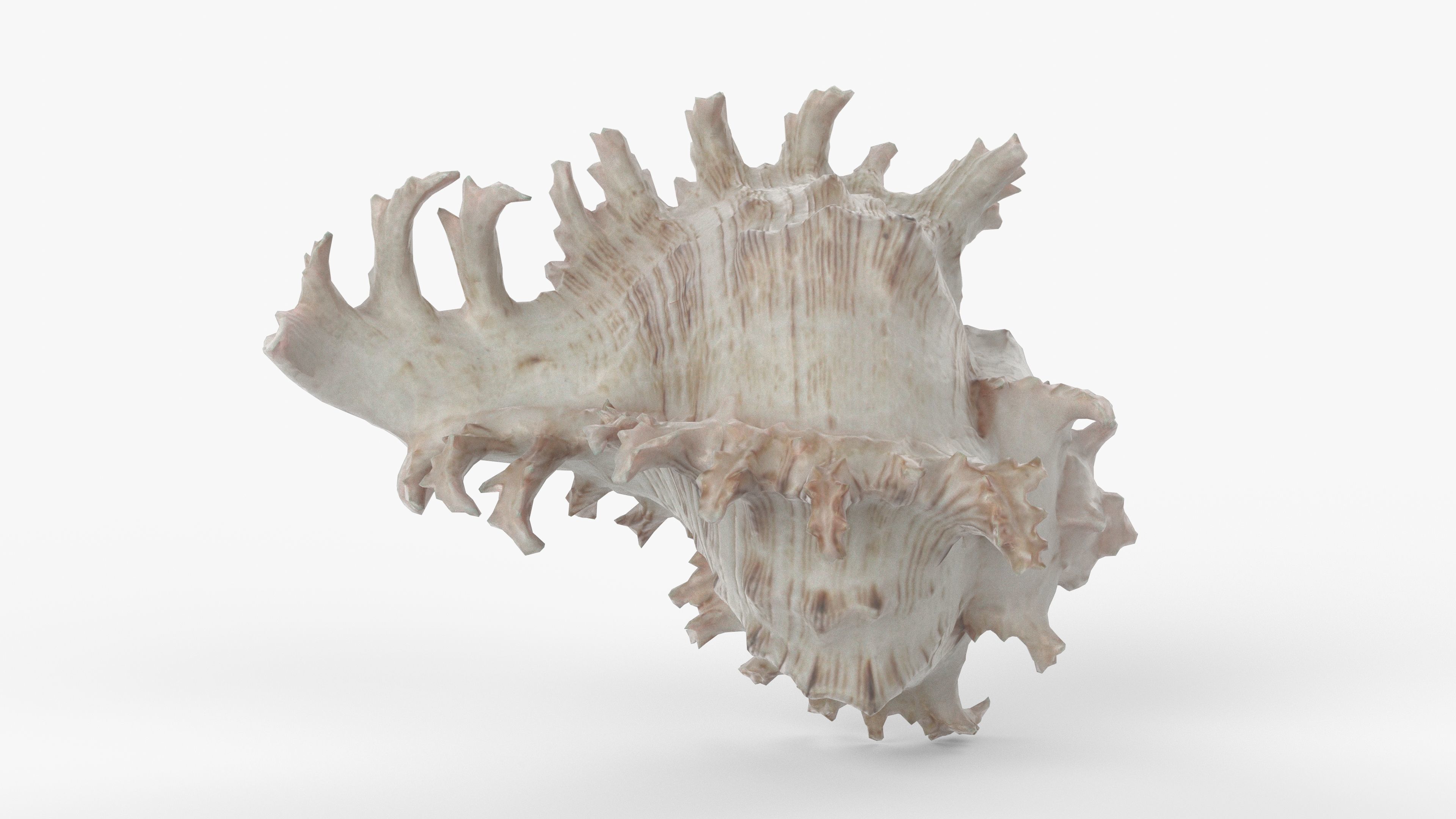 Photorealistic 3D scan of sea shell Low-poly 3D model_1