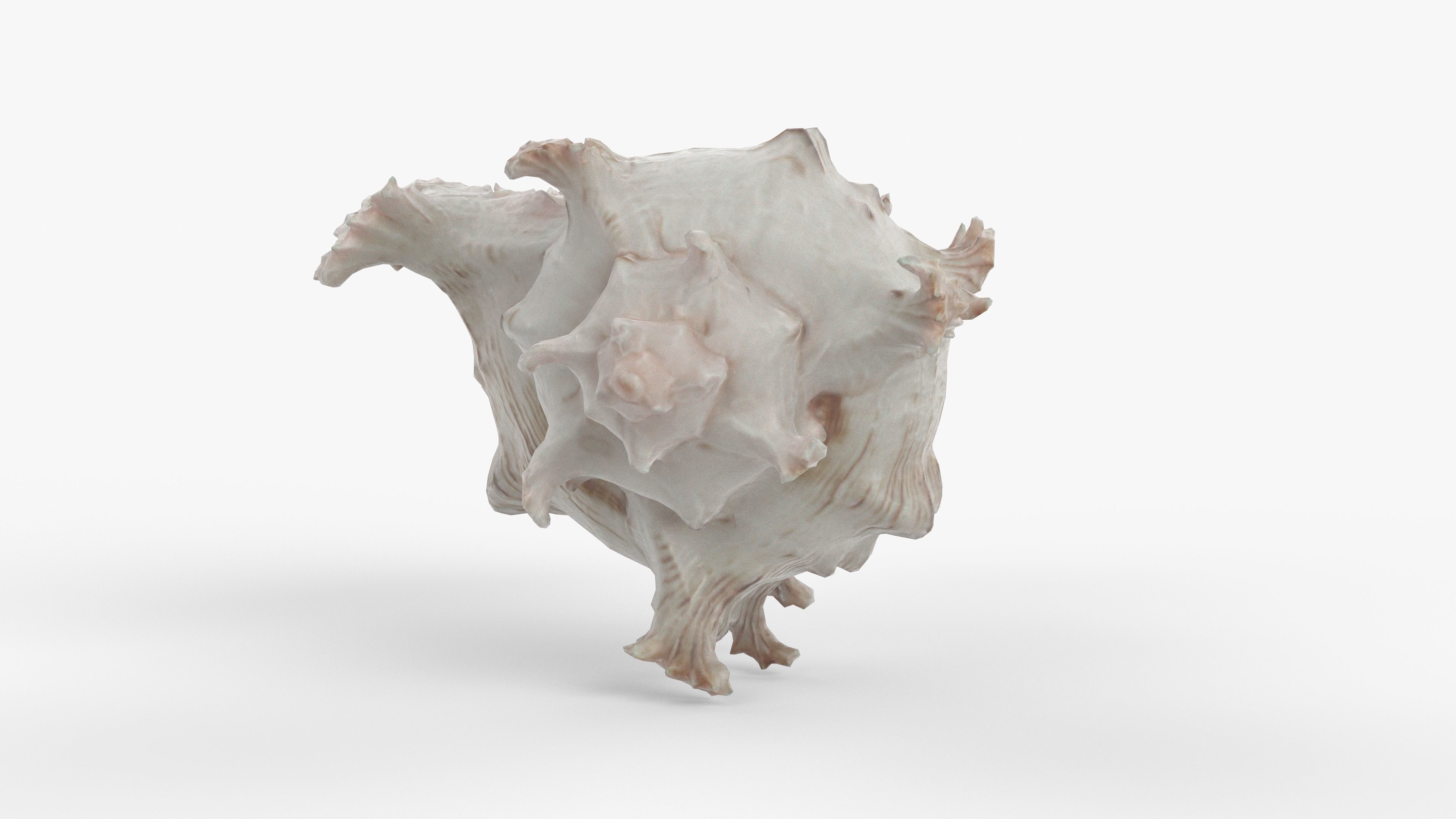 Photorealistic 3D scan of sea shell Low-poly 3D model_7