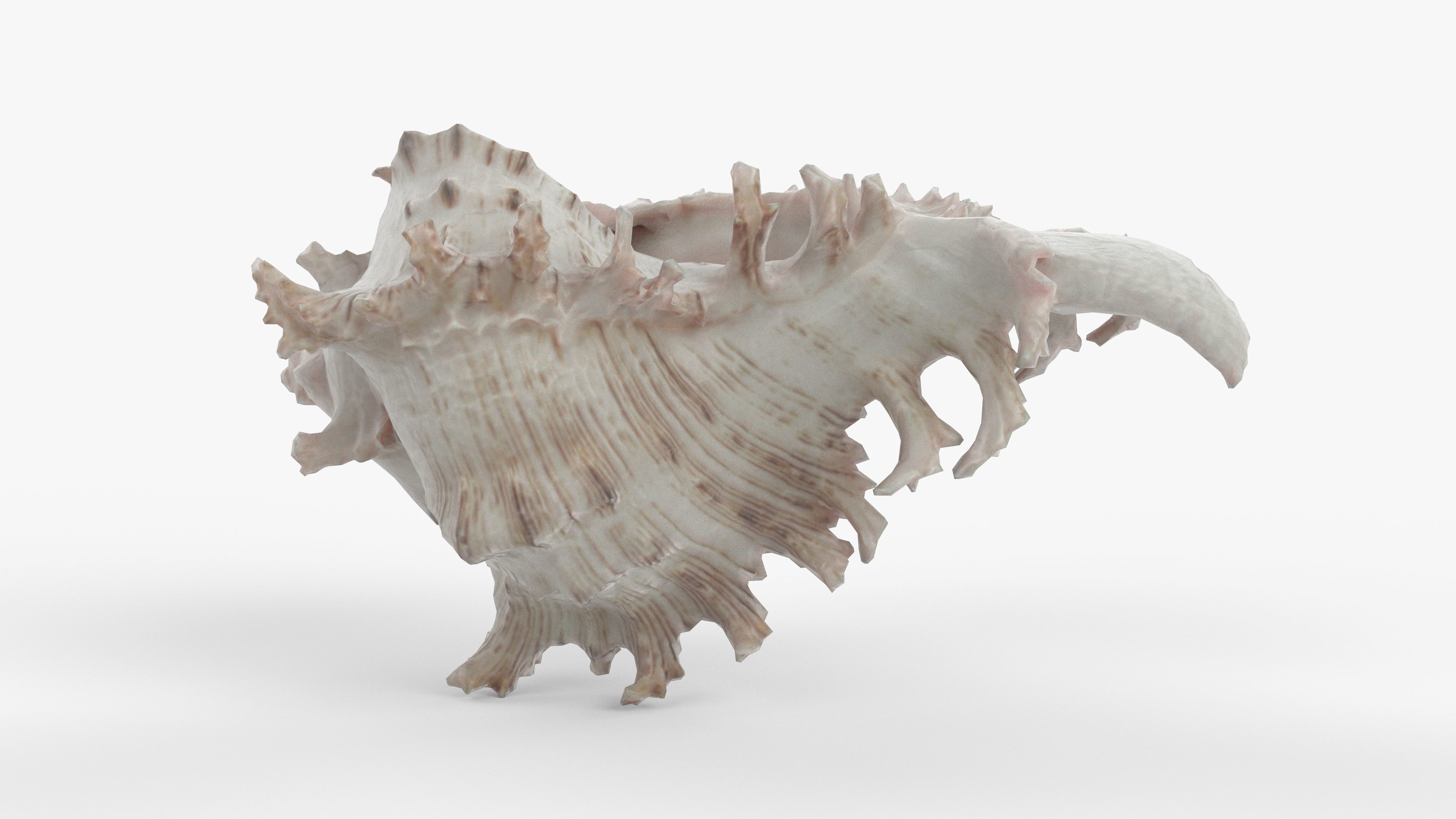 Photorealistic 3D scan of sea shell Low-poly 3D model_8