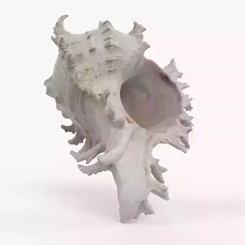 Photorealistic 3D scan of sea shell