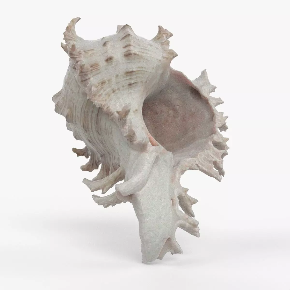Photorealistic 3D scan of sea shell Low-poly 3D model_0