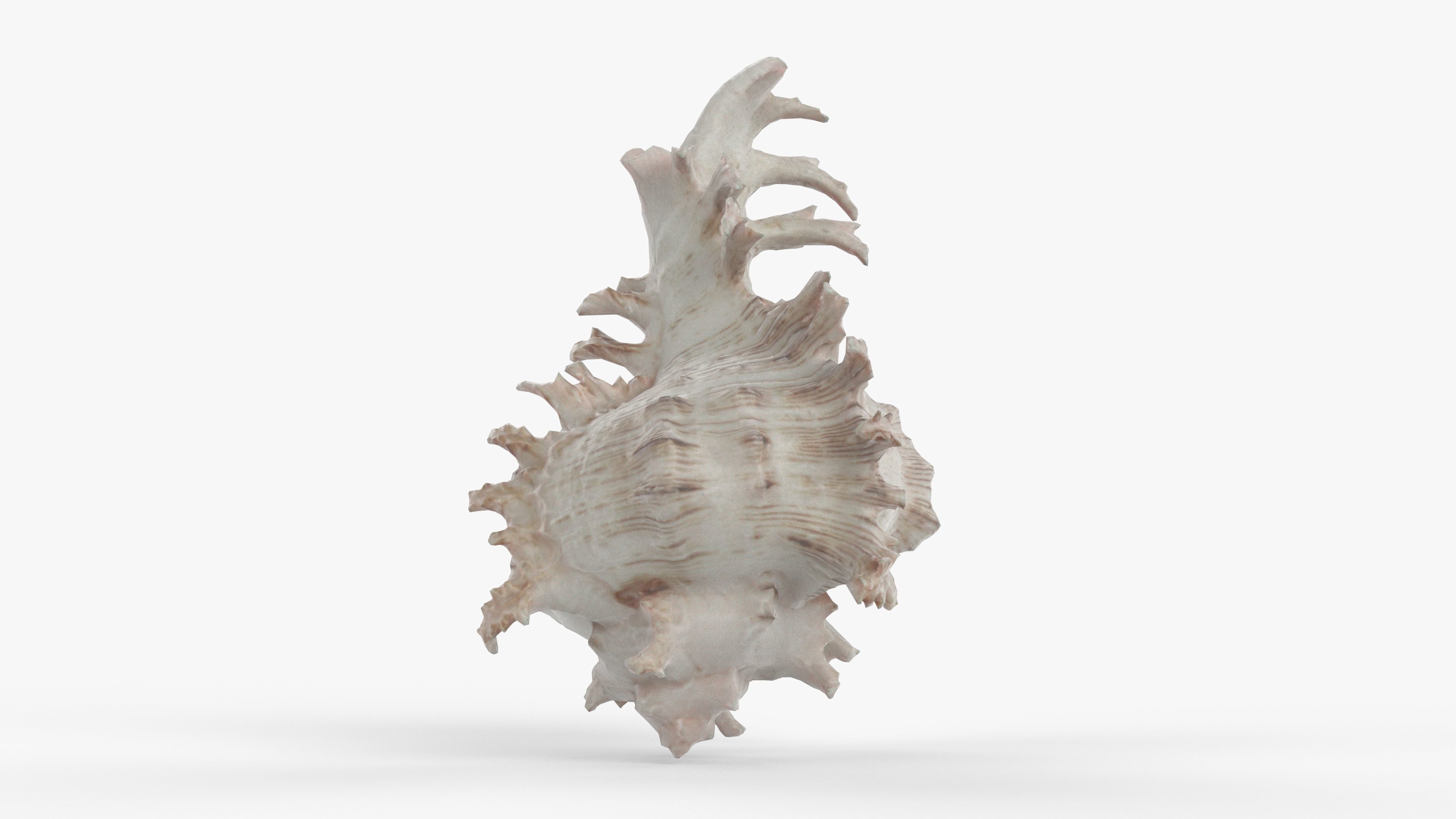 Photorealistic 3D scan of sea shell Low-poly 3D model_6