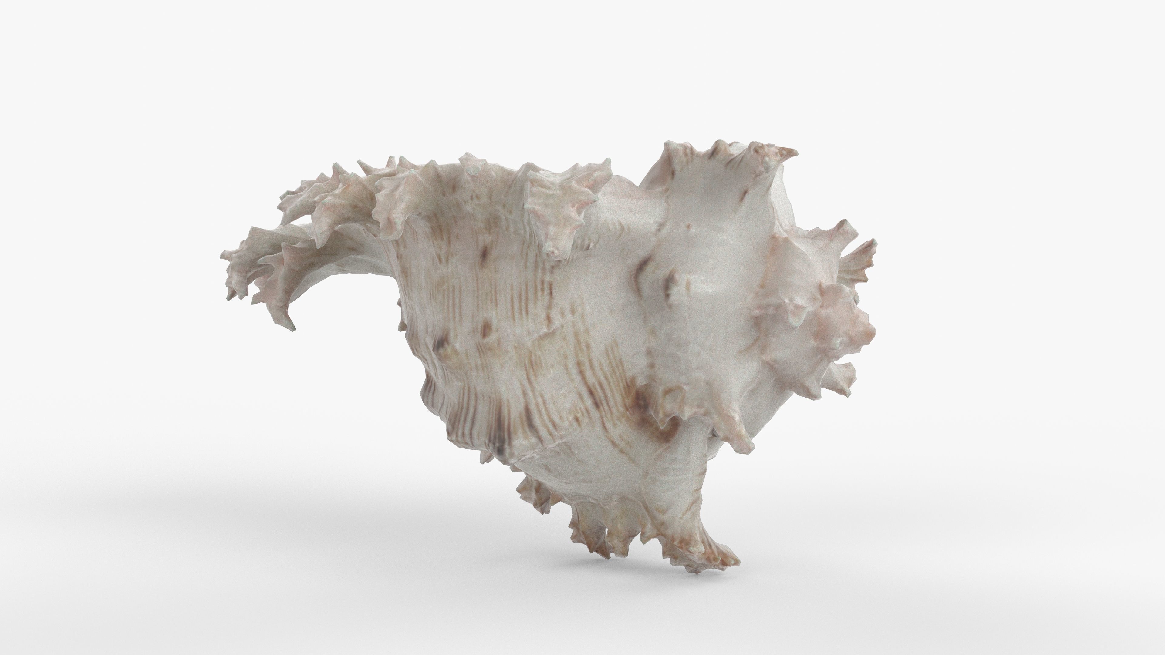 Photorealistic 3D scan of sea shell Low-poly 3D model_2
